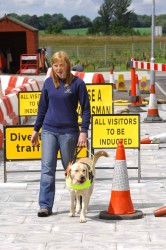 guidedogtraining training a guide dog